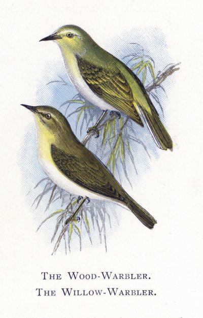 The Wood-Warbler, The Willow-Warbler by Alexander Francis Lydon
