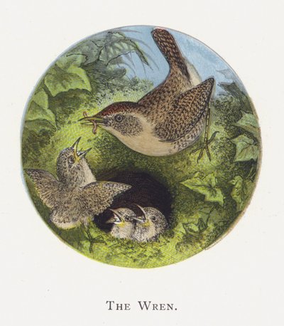The Wren by Alexander Francis Lydon