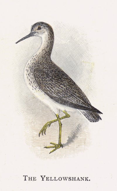 The Yellowshank by Alexander Francis Lydon