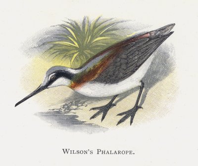 Wilsons Phalarope by Alexander Francis Lydon