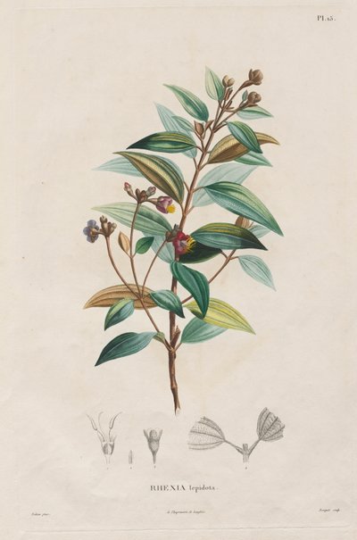 Voyage to the Equinoctial Regions of the New Continent, Made in the Years 1709 to 1804: Monograph of Melastomaceae: No. 15 by Alexander, Freiherr von Humboldt