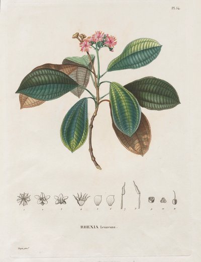Voyage to the Equinoctial Regions of the New Continent, Made in the Years 1709 to 1804: Monograph of Melastomaceae: No. 54 by Alexander, Freiherr von Humboldt