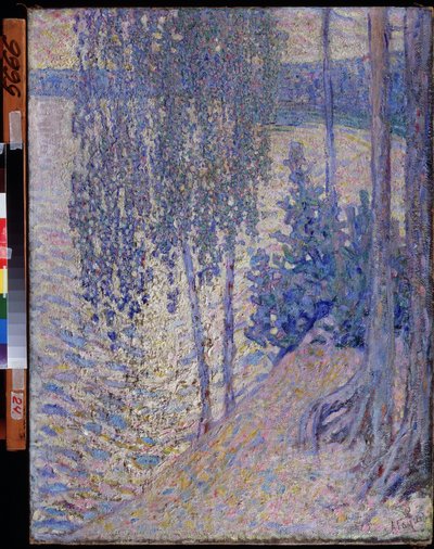Birches by Alexander Gaush