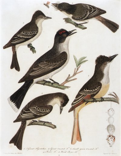 1. Tyrant Flycatcher. 2. Great Crested Flycatcher. 3. Small Green Crested Flycatcher. 4. Pe-We Flycatcher. 5. Wood Pe-We Flycatcher (from book, American Ornithology) by Alexander Lawson
