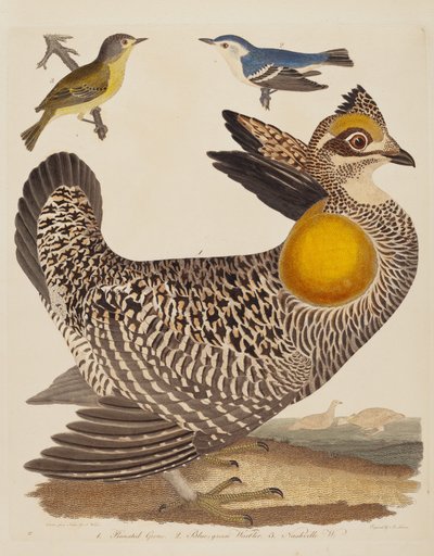 Pinnated Grous, Blue-green Warbler, and Nashville Warbler, published 1808-1814 by Alexander Lawson