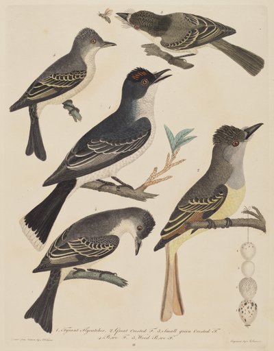 Five Birds with Their Eggs and an Insect by Alexander Lawson after Alexander Wilson