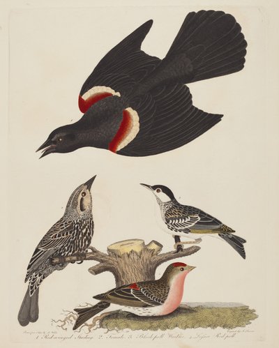 Red-winged Starling, Female Red-winged Starling, Black-poll Warbler, and Lesser Red-poll by Alexander Lawson after Alexander Wilson