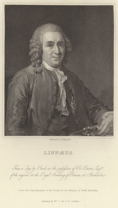 Linnaeus by Alexander Roslin