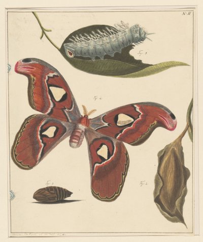 Studies of a Caterpillar, a Butterfly, and a Chrysalis by Alexander Ver Huell
