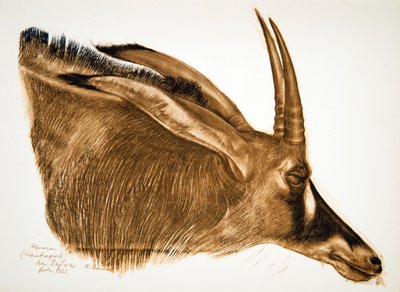 Hippotrague Antelope (Am Dafok), from Dessins et Peintures d