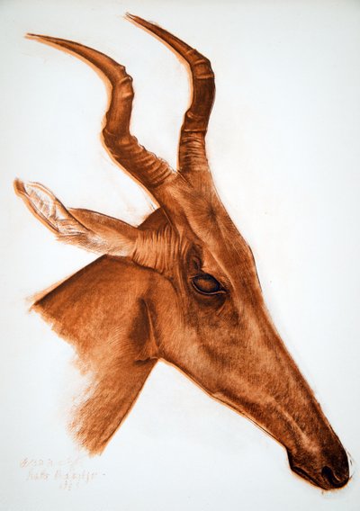 Jackson Antelope (Am Dafok), from Dessins et Peintures d