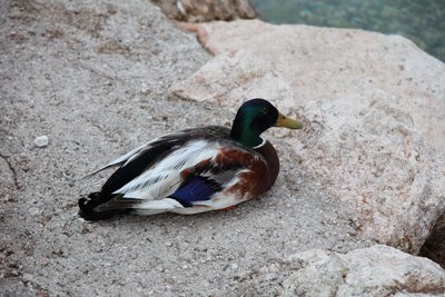 The Duck by Alexandra Joseph