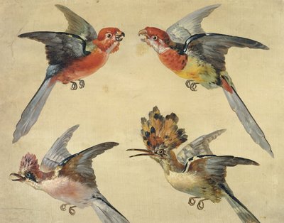 Study of Birds: Two Parrots, a Hoopoe and a Jay by Alexandre Francois Desportes