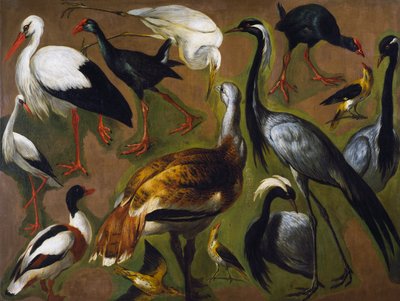 Study of birds by Alexandre Francois Desportes