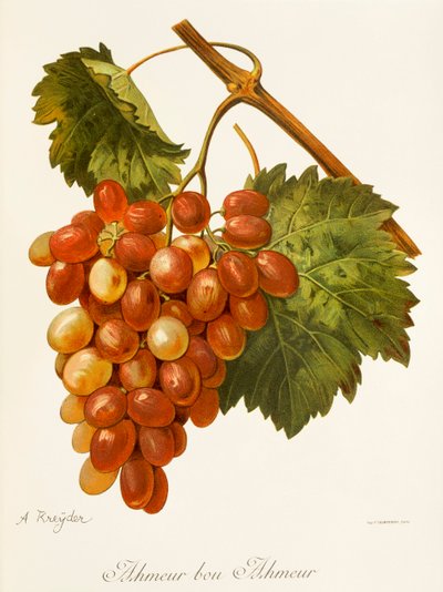 Ahmeur Bou Hameur Grape by Alexis Kreyder