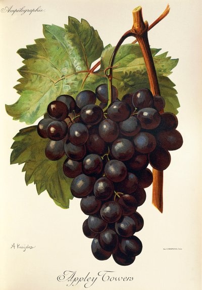 Appley Towers Grape by Alexis Kreyder