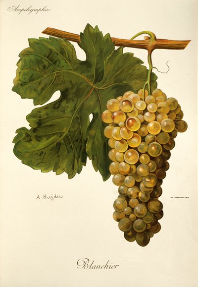 Blanchier grape by Alexis Kreyder