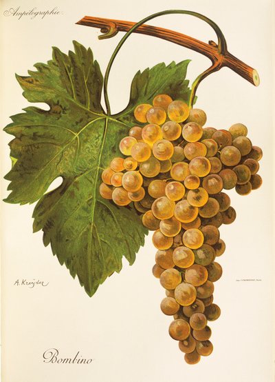 Bombino grape by Alexis Kreyder
