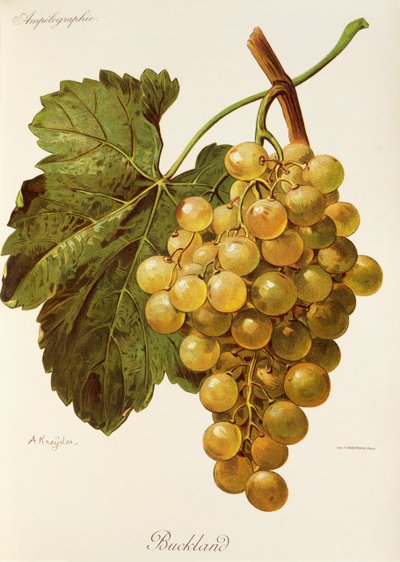 Buckland grape by Alexis Kreyder