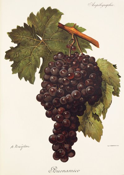 Buonamico grape by Alexis Kreyder