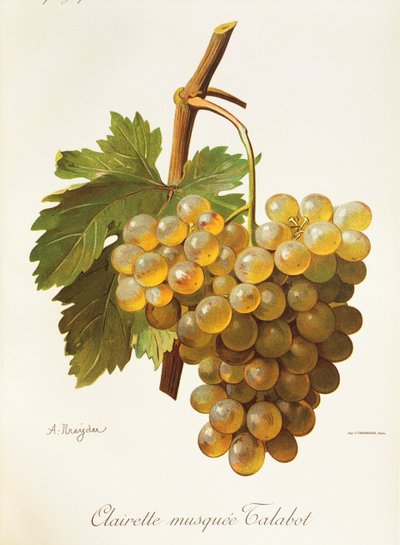 Clairette Musquee grape by Alexis Kreyder