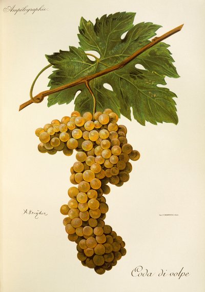 Coda di Volpe grape by Alexis Kreyder