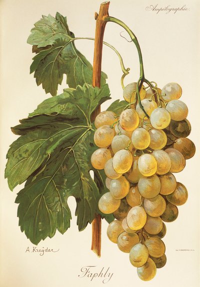 Faphly grape by Alexis Kreyder