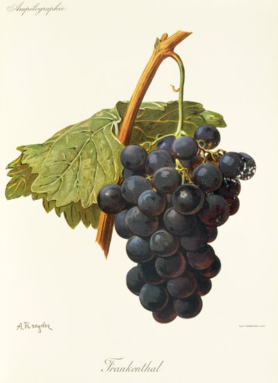Frankenthal Grape by Alexis Kreyder