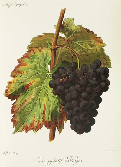 Gamay Hatif des Vosges grape by Alexis Kreyder