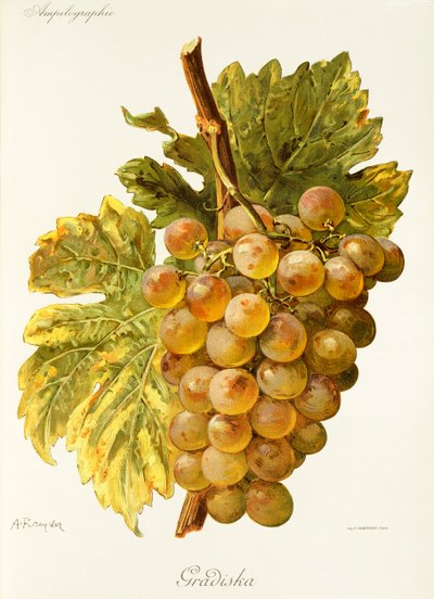 Gradiska grape by Alexis Kreyder