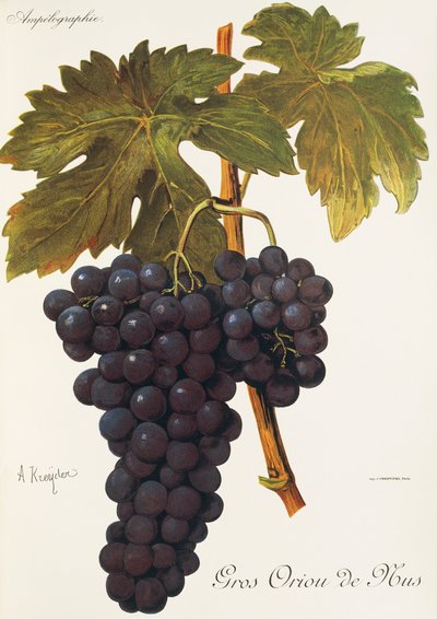 Gros Oriou de Mus grape by Alexis Kreyder