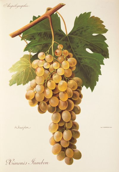 Himenes Jumbon grape by Alexis Kreyder