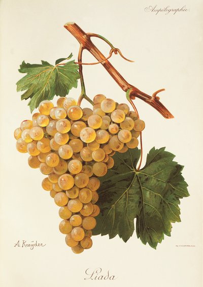 Liada grape by Alexis Kreyder
