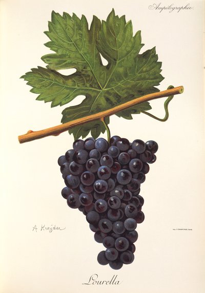 Lourella grape by Alexis Kreyder