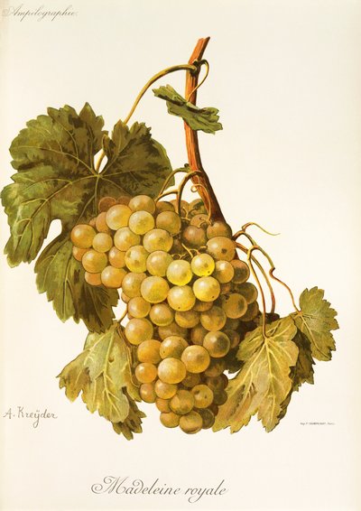 Madeleine Royale Grape by Alexis Kreyder