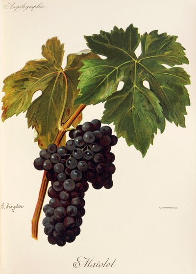 Maiolet grape by Alexis Kreyder