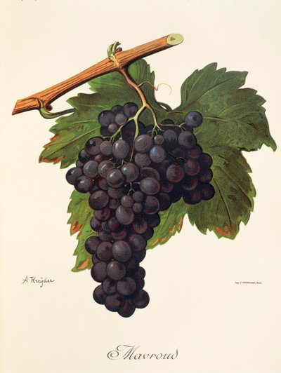 Mavroud Grape by Alexis Kreyder