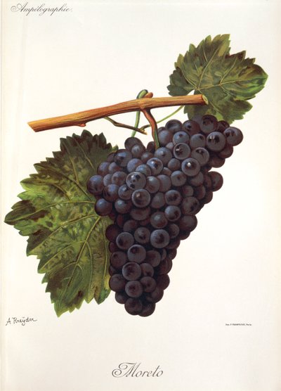 Moreto grape by Alexis Kreyder