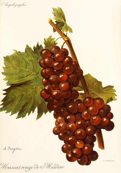 Muscat Rouge de Madere Grape by Alexis Kreyder
