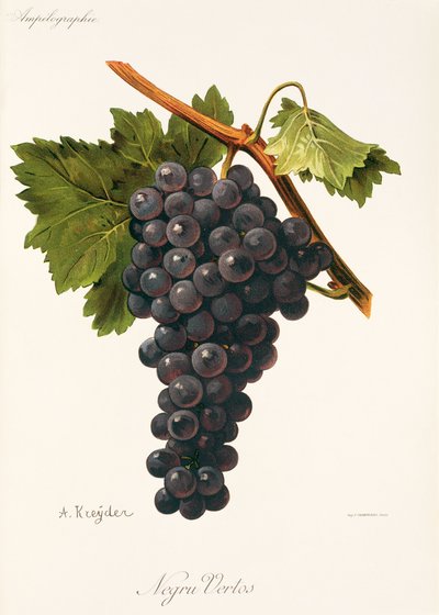 Negru Vertos grape by Alexis Kreyder