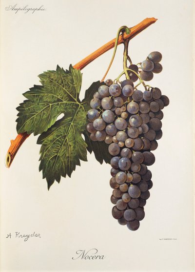Nocera grape by Alexis Kreyder