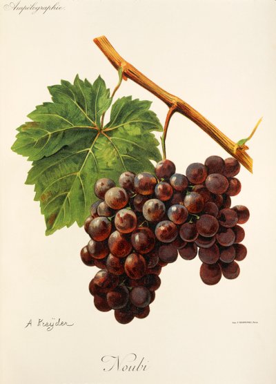 Noubi grape by Alexis Kreyder