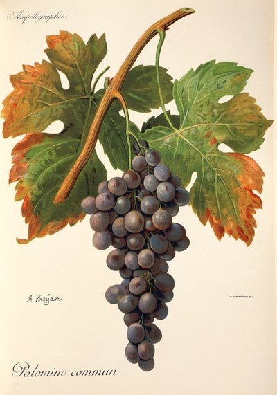 Palomino Commun Grape by Alexis Kreyder