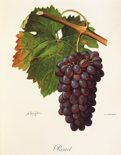 Pamit Grape by Alexis Kreyder
