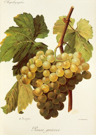 Panse Precoce grape by Alexis Kreyder