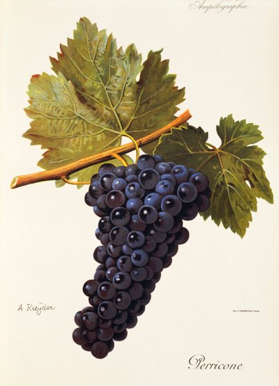 Perricone grape by Alexis Kreyder