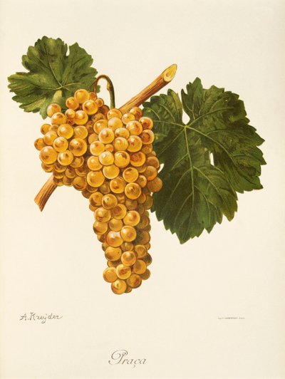Praca grape by Alexis Kreyder