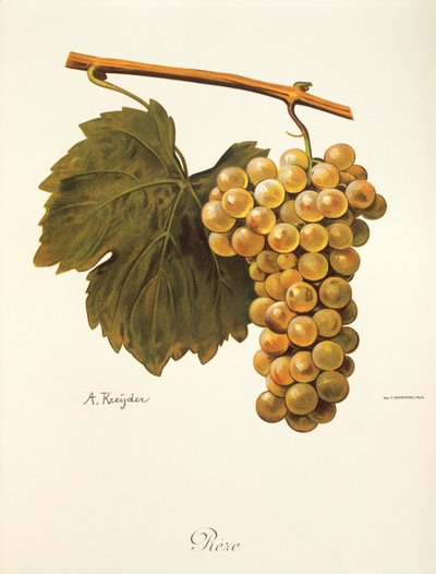 Reze grape by Alexis Kreyder