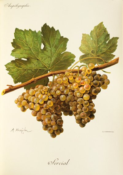 Sercial grape by Alexis Kreyder