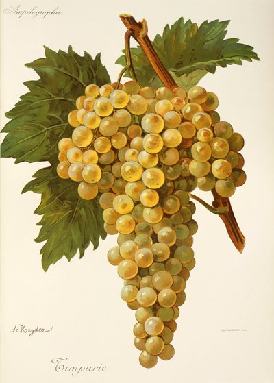 Timpurie Grape by Alexis Kreyder